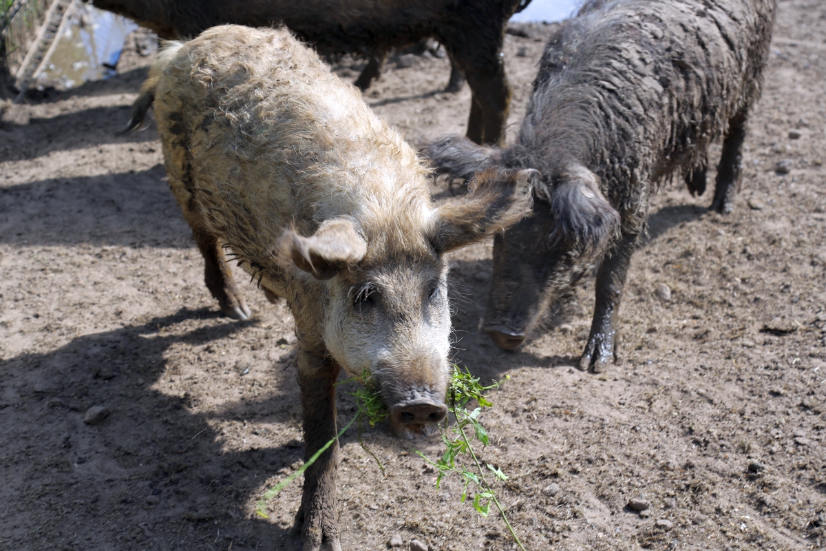 gl&uuml;ckliche Schweine