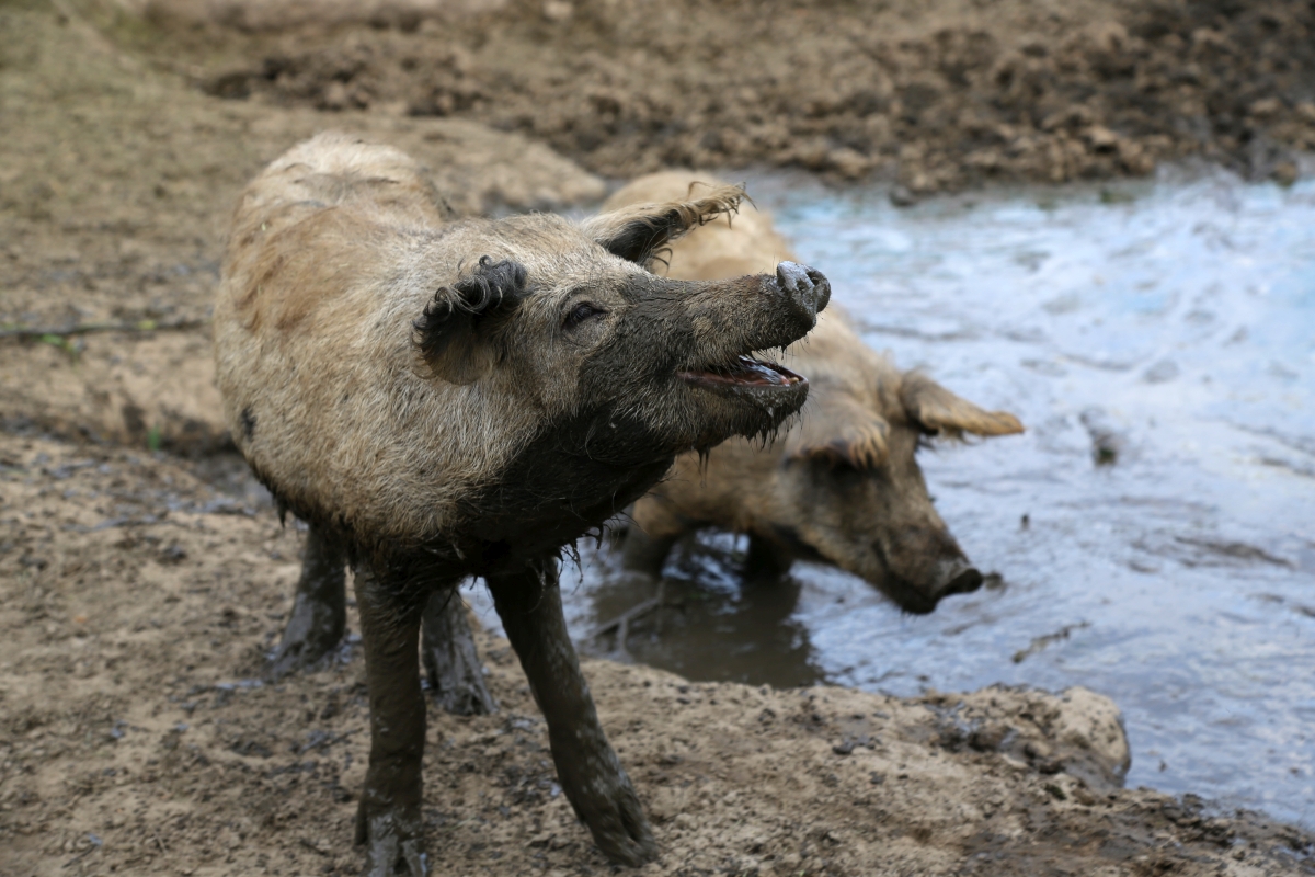 gl&uuml;ckliche Schweine1