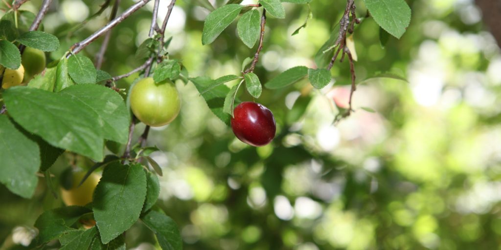 Spilling dunkel Früchte