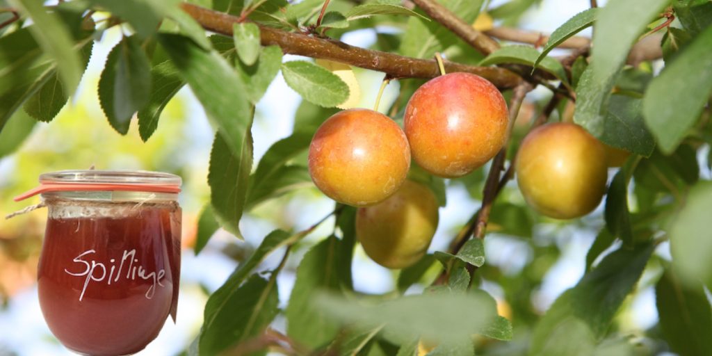 Spilling Früchte hell